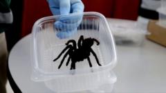 Smuggler caught with hundreds of tarantulas strapped to body