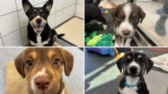 Rescue dog enjoys Mother's Day after raising puppies