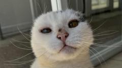 Cat who lost ears to sun damage looks for new home