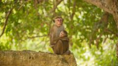 Asia. Sri Lanka. Mihintale. toque macaque. macaca sinica