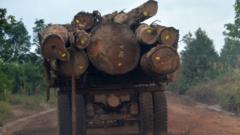 Sebuah truk mengangkut hasil penebangan pohon untuk pembukaan lahan di wilayah Kalimantan Tengah