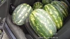 Fruit-filled car driven by 'right melon', police say