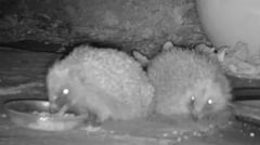 Hidden cameras reveal what hedgehogs really get up to after dark 