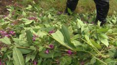 Why people are being asked to rip up invasive plant