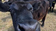 Can Dog Owners Help Reduce Cattle Abortions?