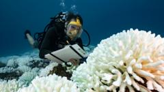 Diver checking bleached coral