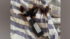Fire warning after dog chewed lithium battery