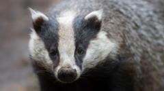 Golf club battles hungry badgers digging up greens