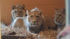 Zoo delighted as three lions replace dead pride