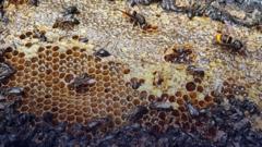 Half a million bees killed in Dutch arson attack