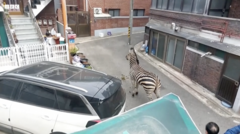 Zebra sokaklarda dolaşıyor