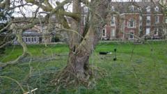 Tree will be helped with new technique in UK first