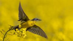 The species at risk of extinction named in first of its kind report