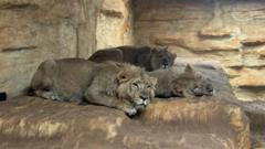 New lion brothers at wildlife park 'settling well'
