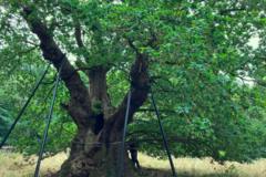 Can an 800-Year-Old Druid Oak Save Our Future Forests?