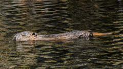 Highland glen sees first wild-born beavers in 400 years