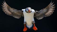 Diver describes swimming with thousands of puffins on Skomer Island as 'awesome'