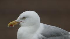 Could a Seagull&#039;s Fish Theft Lead to Its Fatal End?