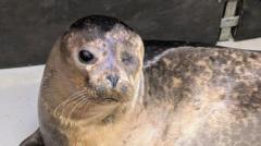 Popeye the seal 'living best life' after rescue