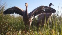 Crane chick gives hope that species is flourishing after 400-year gap