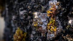 Rare moss only found in Cairngorms rescued from fallen tree