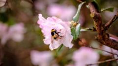 'Pioneering' study to boost bee numbers at Wakehurst