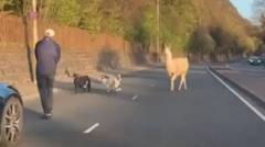 On the hoof - llama and pygmy goats stop traffic after enclosure escape