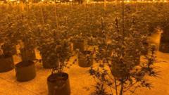 Cannabis grow worth £800k found in vacant building