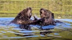 Beavers spotted in nature reserve for first time