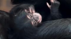 beba šimpanza