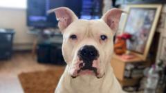 Owners shocked as dogs seized for XL bully checks