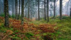 Report warns of 'slowdown' in Scotland's rural land market