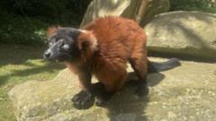 The world's seventh oldest red ruffed lemur turns 30