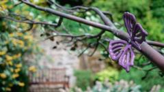 Bereaved mum's fears for Dundee baby memorial tree
