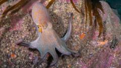 Surge in octopus numbers leads to 'record £500k catch'