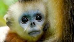 Can China's Rare Snub-Nosed Monkey Be Saved?