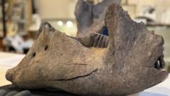 Myfanwy the mammoth roamed 15,000 years ago, testing shows