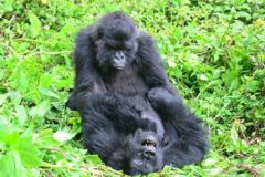 Do Gorillas Rekindle Friendships with Old Female Companions After Years Apart?