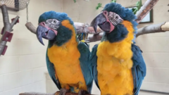 Escaped macaws found safe and returned to zoo