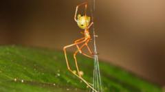 Spider which uses spring trap to capture prey discovered in Australia