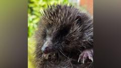 Hedgehog charity 'inundated' due to heat