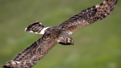 Rare bird vanishes in 'Bermuda Triangle' area after harness deliberately cut