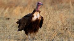 Can Wales Save Endangered Vultures Through Breeding?