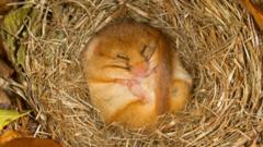 Dozing dormouse found in abandoned helium balloon