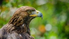 Rogue gamekeepers killing birds of prey, says RSPB