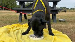 'Keeping 87 dogs cool from the heat is a challenge'