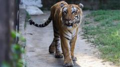 Tigre caminhando 