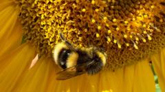 Your photos: Cows, castle and a busy bee