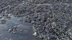 Thousands of starfish wash up on Fife beach