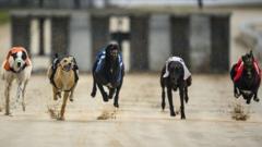 Welsh greyhound racing ban by 2030 under plans